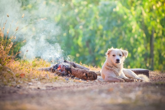 Beautiful Dog looking for something on the floor with sunlight