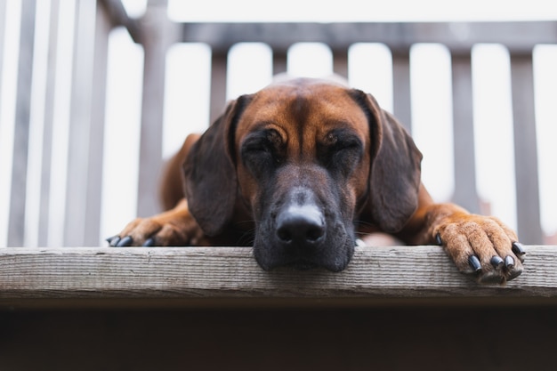 Beautiful dog lying on wooden stairs