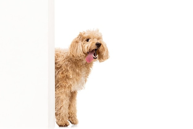 Beautiful dog maltipoo golden color posing isolated over white background Concept of beauty breed pets animal life