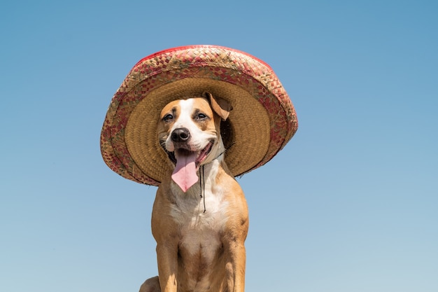 日当たりの良い屋外のバックグラウンドでメキシコの伝統的な帽子の美しい犬。メキシコのお祭りのシンボルとして、またはハロウィーンのためにソンブレロの帽子で着飾ったかわいい面白いスタッフォードシャーテリア