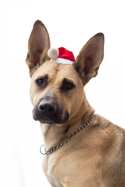 A beautiful dog in a New Year's hat looks into the frame.