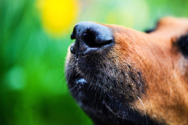 Photo beautiful dog nose