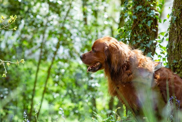 Beautiful dog outdoors in summer