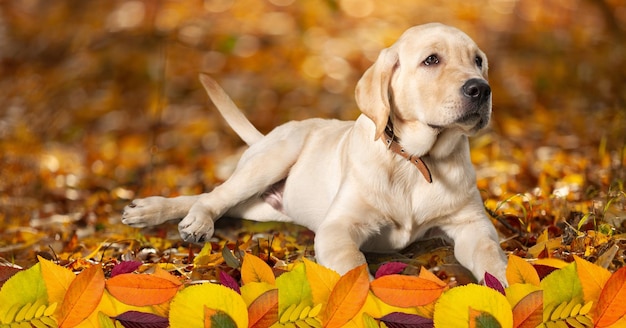 Beautiful dog playing with autumn leaves in park