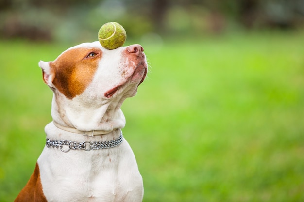 Beautiful dog playing with ball.