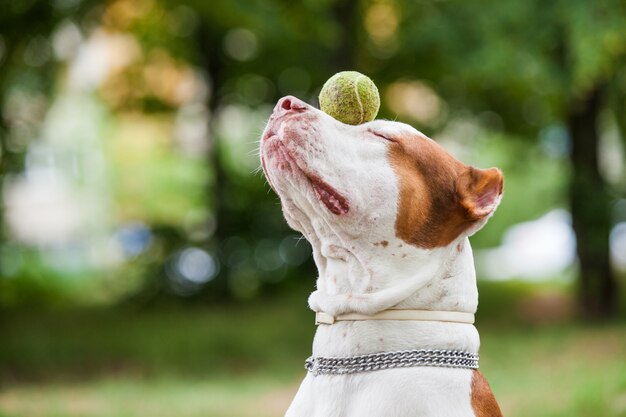 Красивая собака играет с мячом.