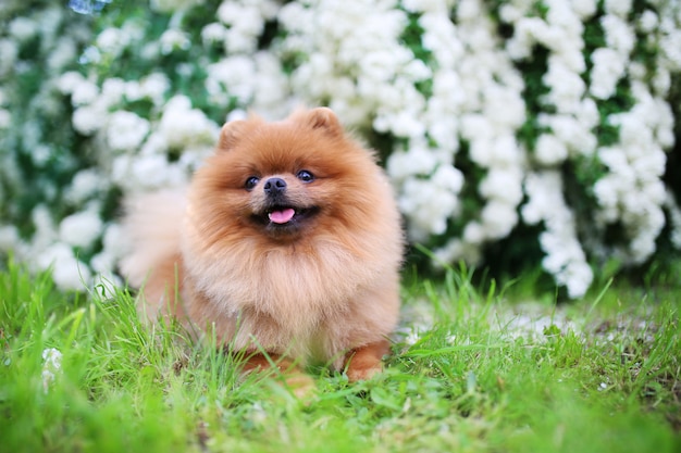 사진 아름다운 개. 꽃이 만발한 하얀 부시 근처 pomeranian 개입니다. 공원에서 포메라니안 강아지입니다. 사랑스러운 개. 행복한 개