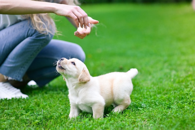 美しい犬の子犬ラブラドールレトリバーが遊んでいます。