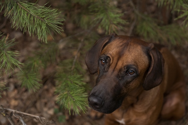 숲에 야외에서 아름 다운 개 rhodesian ridgeback 사냥개