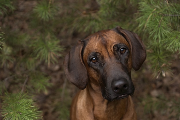 숲에 야외에서 아름 다운 개 rhodesian ridgeback 사냥개