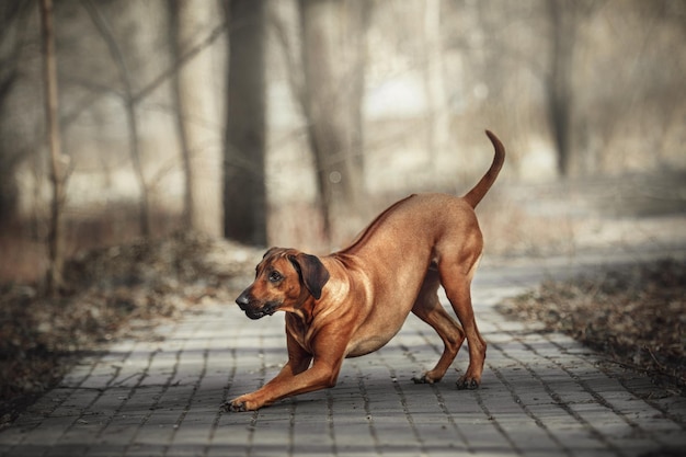 야외에서 아름다운 개 rhodesian ridgeback