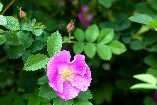 Beautiful dog rose flowers bloom in the garden spring time