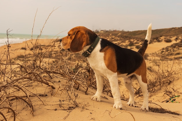 A beautiful dog on the sand dunes