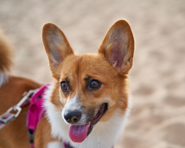 Beautiful dog on sandy beach