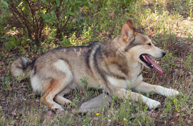 フィールドに座っている美しい犬