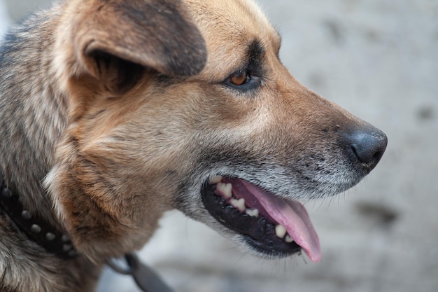 美しい犬が舌を突き出した