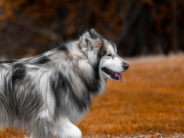 Bellissimo cane che cammina nel parco naturale autunnale