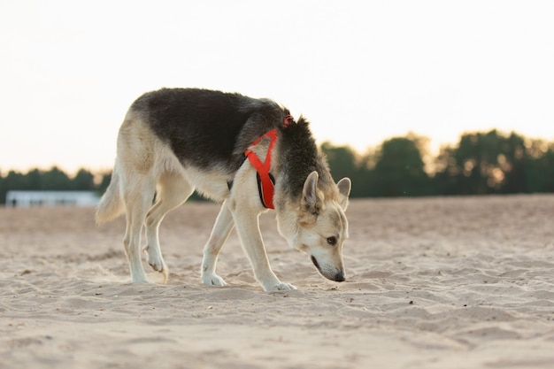 Beautiful dog walking at sandy beach and sniffing