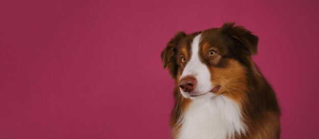 애완 동물 가게 또는 수의사 클리닉 Australian Shepherd를 광고하기 위한 복사 공간이 있는 아름다운 개 웹 배너