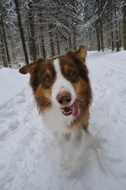 Красивая собака с забавным лицом в зимнем хвойном лесу на заснеженной пустой дороге идет вперед