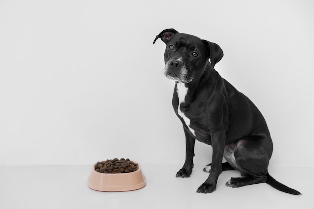 写真 栄養価の高い食べ物を持つ美しい犬