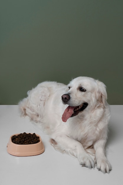 写真 栄養価の高い食べ物を持つ美しい犬