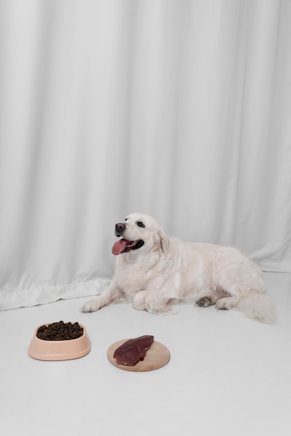 Photo beautiful dog with nutritious food