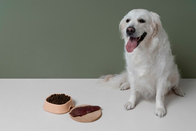 写真 栄養価の高い食べ物を持つ美しい犬