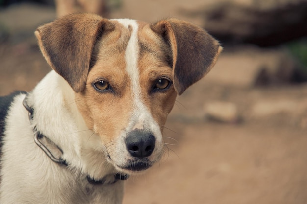 真剣な表情の美しい犬