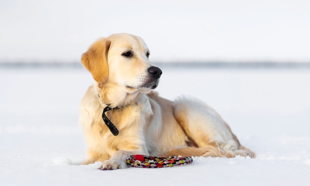 Beautiful dog with toy resting on snow