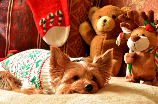 Beautiful dog yokshire terrier among christmas gifts