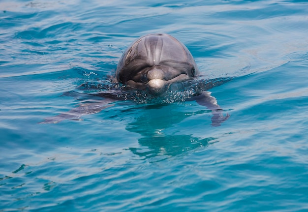 アカバ湾の美しいイルカ