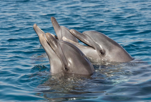 Beautiful dolphins in the Gulf of Eilat