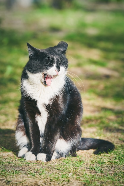 A beautiful domestic black cat with an open mouth sits on the green grass