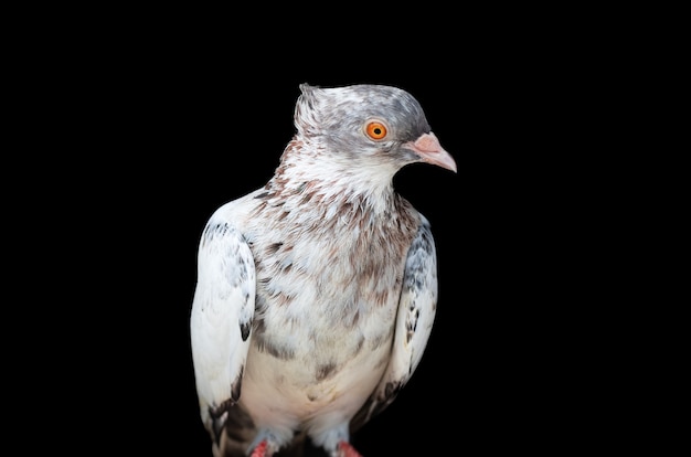 A beautiful domestic female pigeon standing on an isolated black background close up