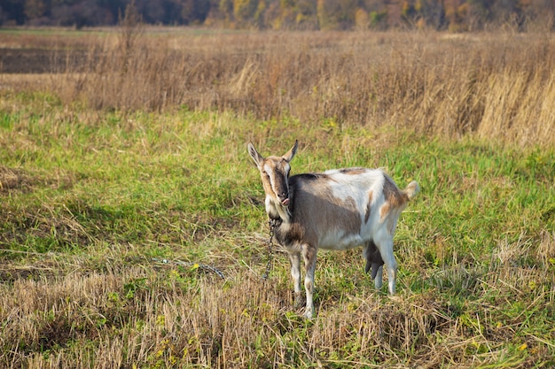 A beautiful domestic goat is tied to a pasture of green grass in field.