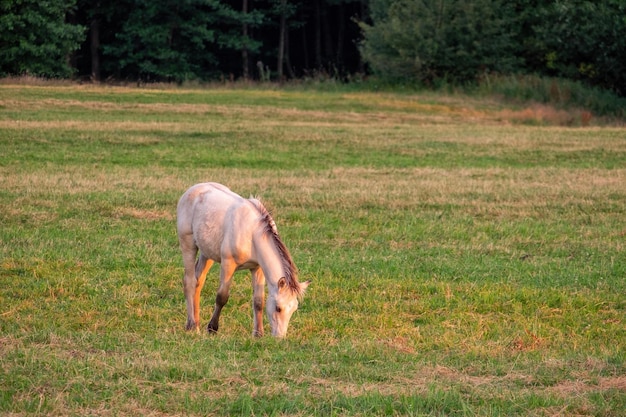 Bella corsa a cavallo domestica che pascola liberamente il campo con la foresta sullo sfondo nei raggi del tramonto del sole concetto di animali e animali domestici