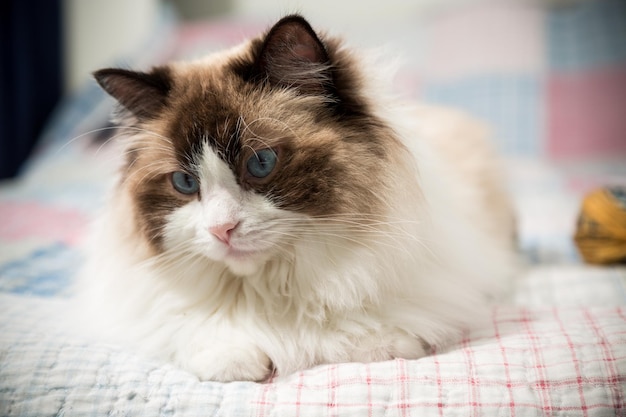 Beautiful domestic purebred cat Ragdoll lies on the bed at home