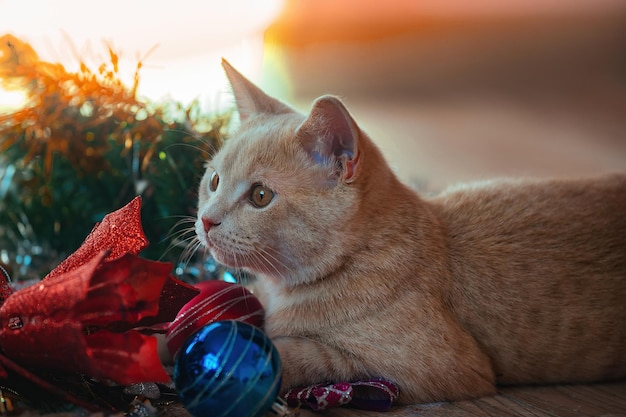 A beautiful domestic red cat plays with Christmas toys near an artificial Christmas tree.