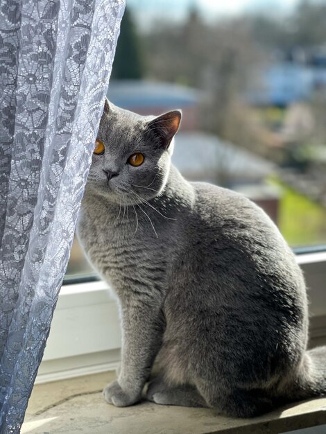 A beautiful domestic Shorthair cat with yellow eyes