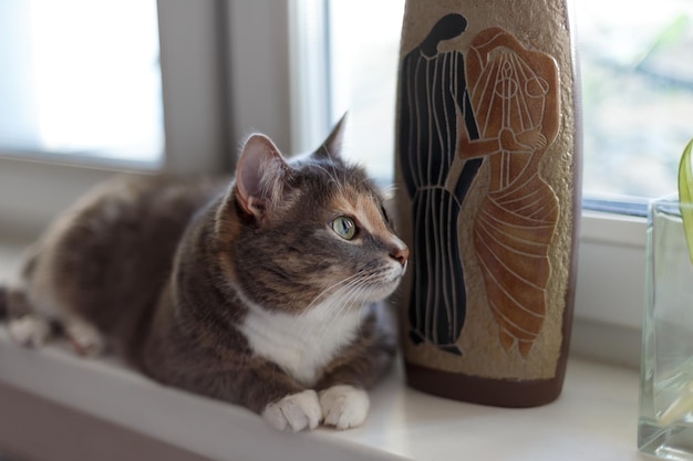 A beautiful domestic tricolor cat with green eyes lies on the windowsill and looks to the side Closeup selective focus