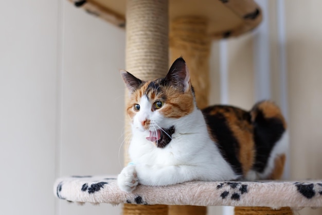 Beautiful domestic tricolor cat with yellow (amber) eyes sits on a climbing frame for cats indoors and yawns. Close-up, selective focus.