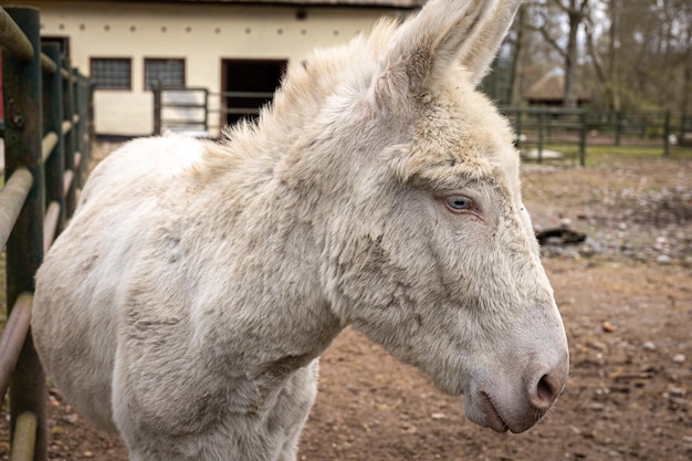 A beautiful donkey with a hidden tail stands on the ground