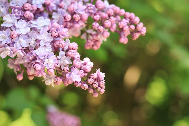 春の庭で美しい二重の明るいピンクのライラック花が沢な春の花をかせています