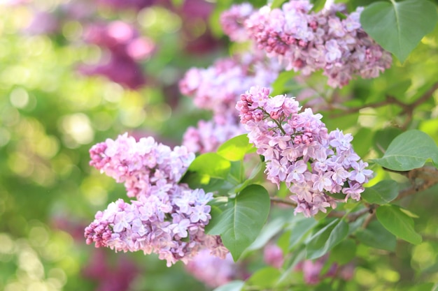 Beautiful double lilac flowers in a spring garden Gentle blooming light pink spring lilac branch