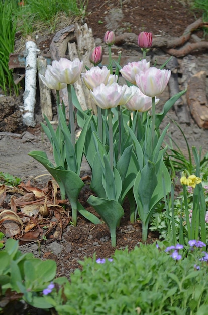 Beautiful double soft pink tulip Mariage