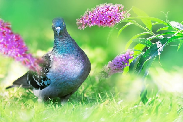 ライラックの花を背景に庭の美しい鳩夏の新鮮な明るい画像