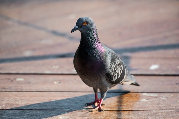 A beautiful dove portrait