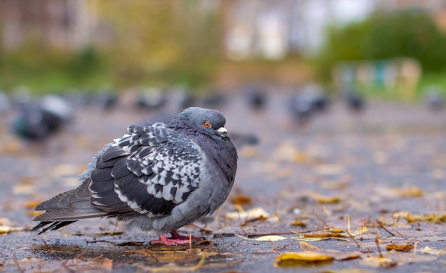 가을에 도시 환경의 포장 도로에 무지개 빛깔의 색으로 아름다운 비둘기. 가을 휴가. 카메라를 바라 보는 비둘기