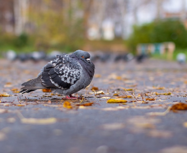 Beautiful dove with iridescent coloring on the pavement in the urban environment in the fall. Autumn leave. Side view